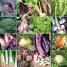 Allotment Month by Month - thumbnail of spread image 2 Thumbnail image of Allotment Month by Month - 2
