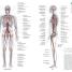 Human Anatomy - thumbnail of spread image 1 Thumbnail image of Human Anatomy - 1