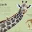 An Anthology of Intriguing Animals - thumbnail of spread image 4 Thumbnail image of An Anthology of Intriguing Animals - 4