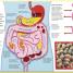 My Amazing Body Machine - thumbnail of spread image 7 Thumbnail image of My Amazing Body Machine - 7