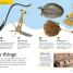 DKfindout! Ancient Rome - thumbnail of spread image 4 Thumbnail image of DKfindout! Ancient Rome - 4