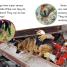 DK Readers L2: Amazing Dogs - thumbnail of spread image 4 Thumbnail image of DK Readers L2: Amazing Dogs - 4