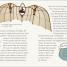 DK Life Stories Leonardo da Vinci - thumbnail of spread image 6 Thumbnail image of DK Life Stories Leonardo da Vinci - 6