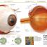 Knowledge Encyclopedia Human Body! - thumbnail of spread image 3 Thumbnail image of Knowledge Encyclopedia Human Body! - 3