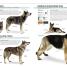 The Complete Dog Breed Book - thumbnail of spread image 4 Thumbnail image of The Complete Dog Breed Book - 4