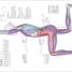 Science of Running - thumbnail of spread image 2 Thumbnail image of Science of Running - 2
