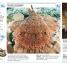 DK Pocket Eyewitness Sharks - thumbnail of spread image 3 Thumbnail image of DK Pocket Eyewitness Sharks - 3