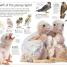 Eagle & Birds of Prey - thumbnail of spread image 2 Thumbnail image of Eagle & Birds of Prey - 2