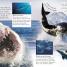 Sharks - thumbnail of spread image 2 Thumbnail image of Sharks - 2