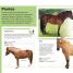 Pocket Genius: Horses - thumbnail of spread image 3 Thumbnail image of Pocket Genius: Horses - 3