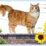 My First Pets - thumbnail of spread image 2 Thumbnail image of My First Pets - 2