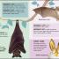 The Bat Book - thumbnail of spread image 3 Thumbnail image of The Bat Book - 3