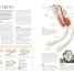 Snake - thumbnail of spread image 2 Thumbnail image of Snake - 2