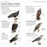 What's that Bird? - thumbnail of spread image 2 Thumbnail image of What's that Bird? - 2