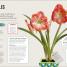 Cómo No Matar tus Plantas - thumbnail of spread image 3 Thumbnail image of Cómo No Matar tus Plantas - 3