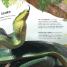 Animals Up Close - thumbnail of spread image 3 Thumbnail image of Animals Up Close - 3