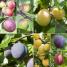 Grow Fruit - thumbnail of spread image 3 Thumbnail image of Grow Fruit - 3