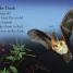 DK Readers L1: All About Bats - thumbnail of spread image 3 Thumbnail image of DK Readers L1: All About Bats - 3