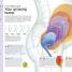 The Pregnancy Encyclopedia - thumbnail of spread image 2 Thumbnail image of The Pregnancy Encyclopedia - 2