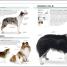 The Complete Dog Breed Book - thumbnail of spread image 5 Thumbnail image of The Complete Dog Breed Book - 5