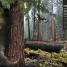 Knowledge Encyclopedia Dinosaur! - thumbnail of spread image 5 Thumbnail image of Knowledge Encyclopedia Dinosaur! - 5