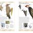 American Museum of Natural History Birds of North America - thumbnail of spread image 3 Thumbnail image of American Museum of Natural History Birds of North America - 3
