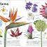 Trees, Leaves, Flowers & Seeds - thumbnail of spread image 5 Thumbnail image of Trees, Leaves, Flowers & Seeds - 5