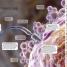The Pregnancy Encyclopedia - thumbnail of spread image 3 Thumbnail image of The Pregnancy Encyclopedia - 3