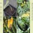 Grow Vegetables - thumbnail of spread image 2 Thumbnail image of Grow Vegetables - 2