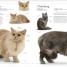 The Cat Encyclopedia - thumbnail of spread image 2 Thumbnail image of The Cat Encyclopedia - 2
