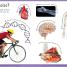 First Human Body Encyclopedia - thumbnail of spread image 3 Thumbnail image of First Human Body Encyclopedia - 3