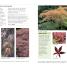 RHS Good Plant Guide - thumbnail of spread image 4 Thumbnail image of RHS Good Plant Guide - 4