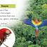 DK Readers L1: Jungle Animals - thumbnail of spread image 3 Thumbnail image of DK Readers L1: Jungle Animals - 3