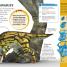 DKfindout! Dinosaurs - thumbnail of spread image 4 Thumbnail image of DKfindout! Dinosaurs - 4