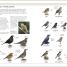 RSPB Complete Birds of Britain and Europe - thumbnail of spread image 3 Thumbnail image of RSPB Complete Birds of Britain and Europe - 3