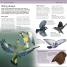 RSPB Pocket Garden Birdwatch - thumbnail of spread image 6 Thumbnail image of RSPB Pocket Garden Birdwatch - 6