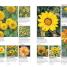RHS Encyclopedia of Plants and Flowers - thumbnail of spread image 5 Thumbnail image of RHS Encyclopedia of Plants and Flowers - 5
