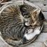 The Cat Encyclopedia - thumbnail of spread image 3 Thumbnail image of The Cat Encyclopedia - 3