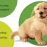 Touch and Feel: Puppy - thumbnail of spread image 2 Thumbnail image of Touch and Feel: Puppy - 2