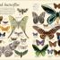 Animals: A Visual Encyclopedia (Second Edition) - thumbnail of spread image 3 Thumbnail image of Animals: A Visual Encyclopedia (Second Edition) - 3