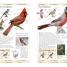 American Museum of Natural History Birds of North America - thumbnail of spread image 4 Thumbnail image of American Museum of Natural History Birds of North America - 4