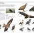 RSPB Birds of Britain and Europe - thumbnail of spread image 3 Thumbnail image of RSPB Birds of Britain and Europe - 3