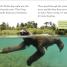 Sloths - thumbnail of spread image 1 Thumbnail image of Sloths - 1