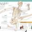The Skeleton Book - thumbnail of spread image 3 Thumbnail image of The Skeleton Book - 3