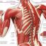 Knowledge Encyclopedia Human Body! - thumbnail of spread image 4 Thumbnail image of Knowledge Encyclopedia Human Body! - 4