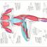 Science Of Yoga - thumbnail of spread image 3 Thumbnail image of Science Of Yoga - 3