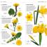 What's that Flower? - thumbnail of spread image 3 Thumbnail image of What's that Flower? - 3