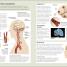 The Concise Human Body Book - thumbnail of spread image 4 Thumbnail image of The Concise Human Body Book - 4