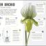 Happy Orchid - thumbnail of spread image 3 Thumbnail image of Happy Orchid - 3