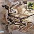 Dinosaurs: A Visual Encyclopedia - thumbnail of spread image 1 Thumbnail image of Dinosaurs: A Visual Encyclopedia - 1